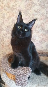 Maine Coon kitten Черный MCO n  Boy - photo 5