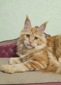 Maine Coon kitten Красный мрамор MCO d 22 Girl - photo 2