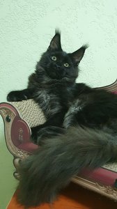 Maine Coon kitten Черный дым MCO ns  Girl - photo 3