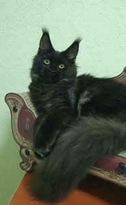 Maine Coon kitten Черный дым MCO ns  Girl - photo 5