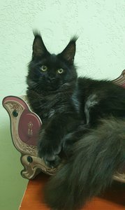 Maine Coon kitten Черный дым MCO ns  Girl - photo 2