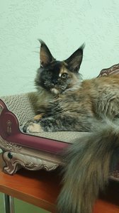 Котенок мейн-кун Черепаховый MCO f  Девочка - фото 5