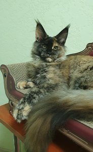 Котенок мейн-кун Черепаховый MCO f  Девочка - фото 4