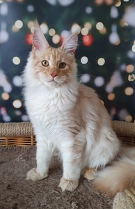 Maine Coon kitten Красный дым MCO ds  Boy - photo 3