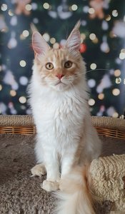 Maine Coon kitten Красный дым MCO ds  Boy - photo 1