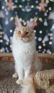 Maine Coon kitten Красный дым MCO ds  Boy - photo 4