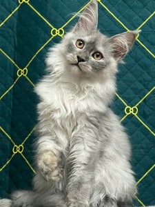 Maine Coon kitten Черный дым MCO ns  Boy - photo 4