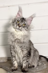 Maine Coon kitten Черный серебрянный тигровый MCO ns 23 Girl - photo 1