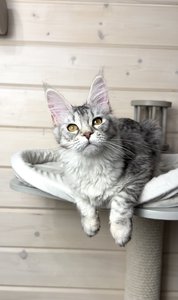 Afina