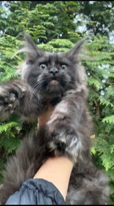 Maine Coon kitten Черный дым MCO ns  Girl - photo 2