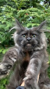 Maine Coon kitten Черный дым MCO ns  Girl - photo 1