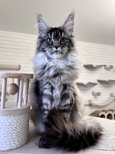 Maine Coon kitten Черный серебрянный тигровый MCO ns 23 Girl - photo 1
