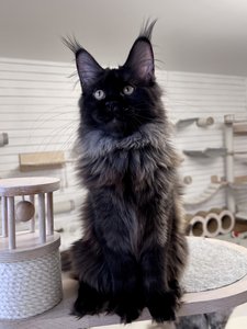 Maine Coon kitten Черный MCO n  Girl - photo 1