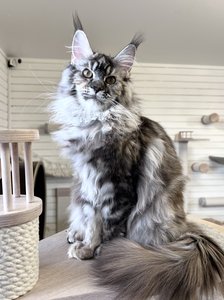 Maine Coon kitten Черепаховый серебрянный тигровый MCO fs 23 Girl - photo 1