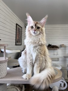 Котенок мейн-кун Красный тикированный  на  серебре MCO ds 25 Мальчик - фото 1