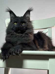 Maine Coon kitten Черный MCO n  Girl - photo 1