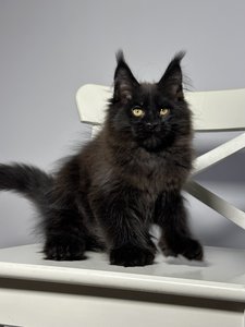 Maine Coon kitten Черный MCO n  Boy - photo 3