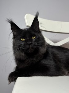 Maine Coon kitten Черный MCO n  Girl - photo 1