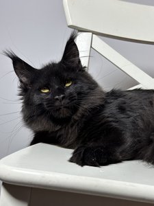 Maine Coon kitten Черный MCO n  Girl - photo 3