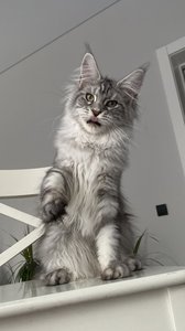 id:70182